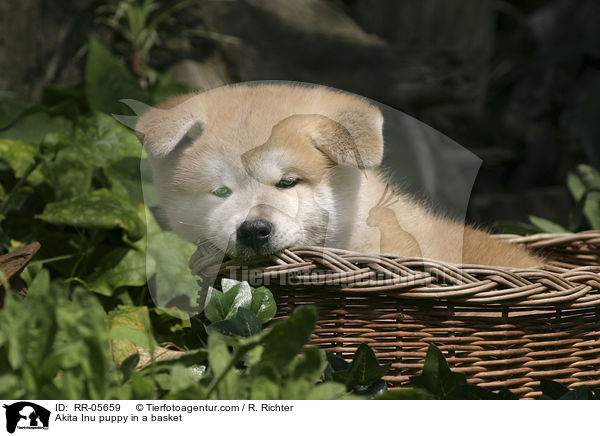 Akita Inu Welpe im Krbchen / Akita Inu puppy in a basket / RR-05659