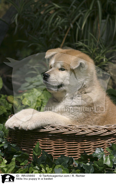 Akita Inu Welpe im Krbchen / Akita Inu puppy in a basket / RR-05660