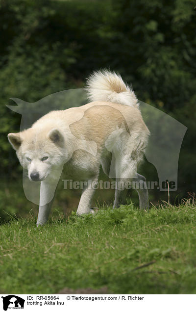 trabender / trotting Akita Inu / RR-05664