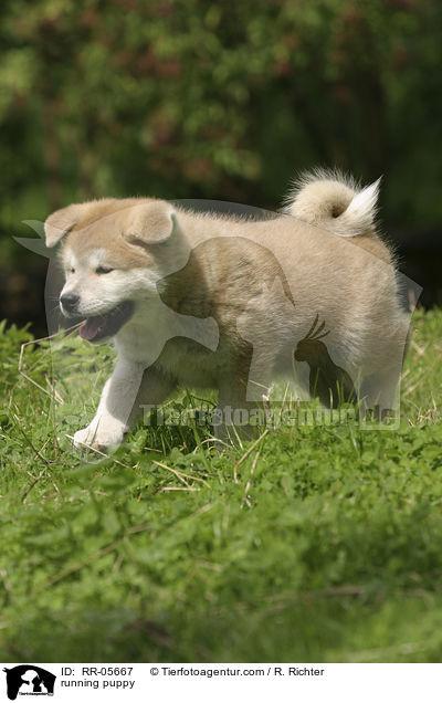 trabender Akita Inu Welpe / running puppy / RR-05667