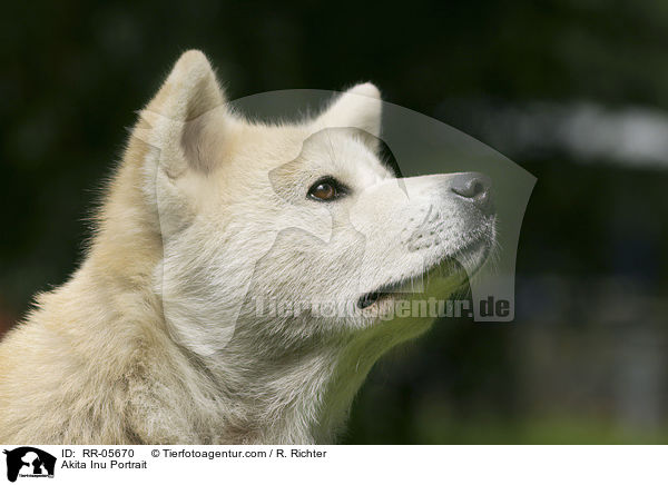 Akita Inu Portrait / Akita Inu Portrait / RR-05670