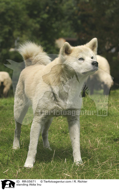 stehender / standing Akita Inu / RR-05671