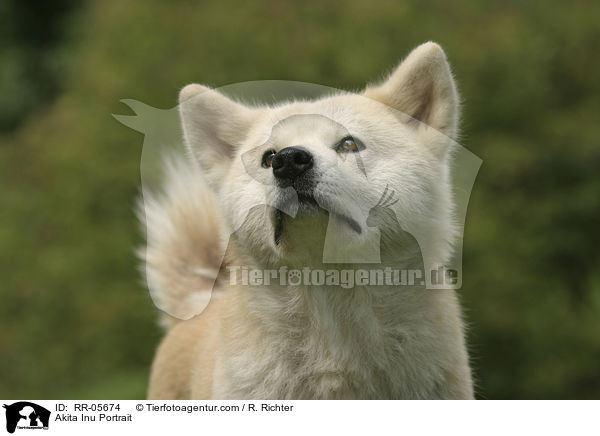 Akita Inu Portrait / Akita Inu Portrait / RR-05674