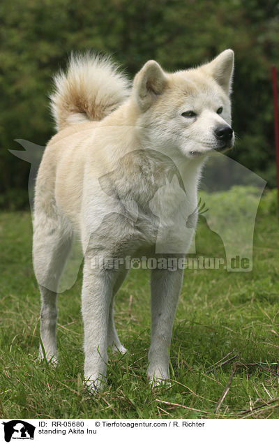 standing Akita Inu / RR-05680