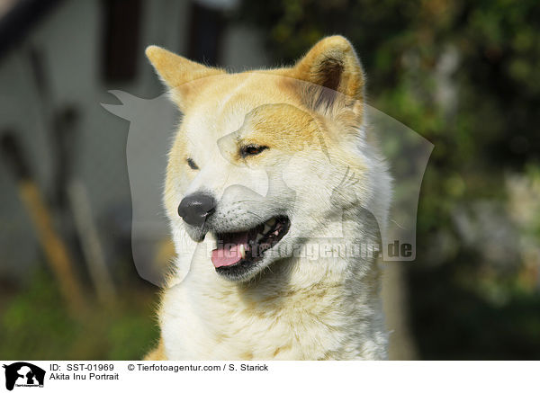 Akita Inu Portrait / Akita Inu Portrait / SST-01969