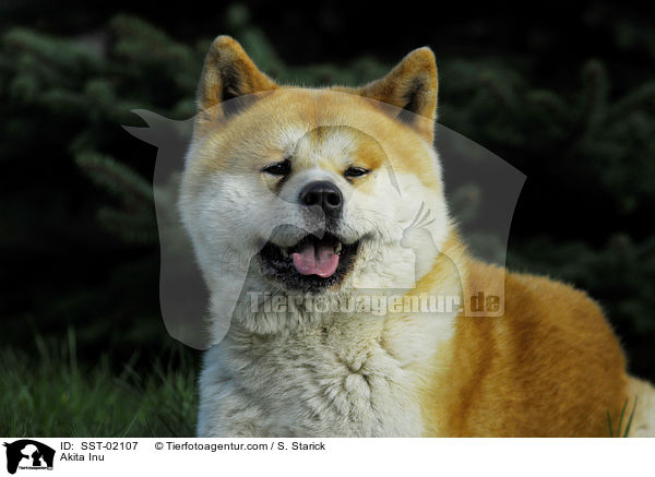 Akita Inu / Akita Inu / SST-02107