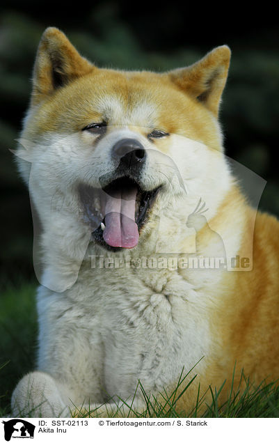 Akita Inu / Akita Inu / SST-02113