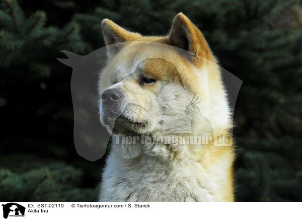 Akita Inu / Akita Inu / SST-02119
