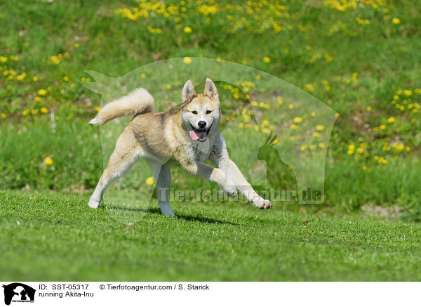rennender Akita-Inu / running Akita-Inu / SST-05317