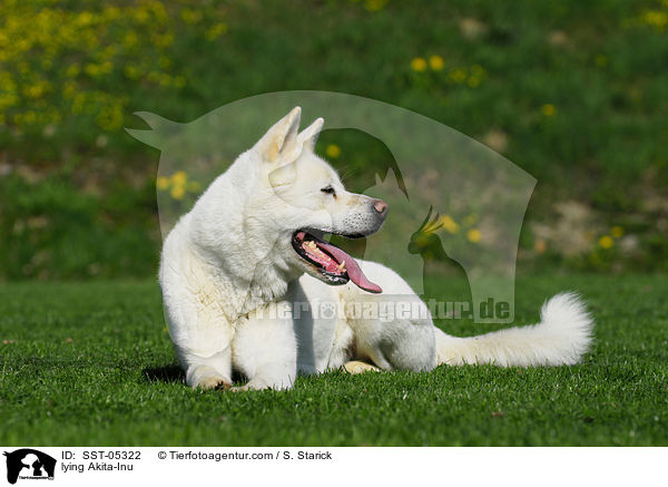 liegender Akita-Inu / lying Akita-Inu / SST-05322