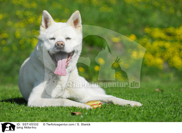 liegender Akita-Inu / lying Akita-Inu / SST-05332