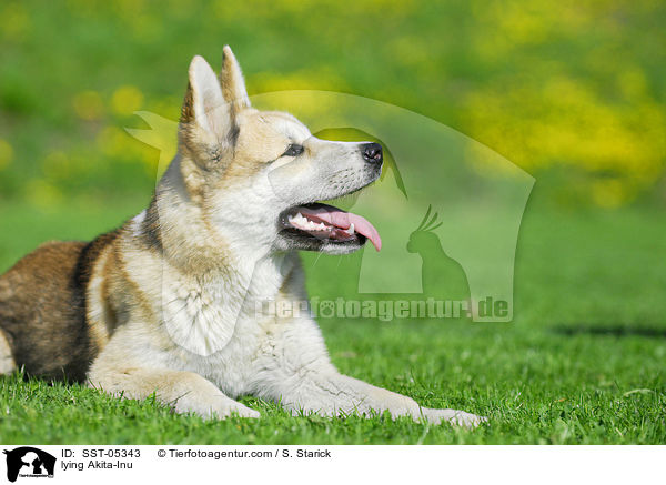 liegender Akita-Inu / lying Akita-Inu / SST-05343