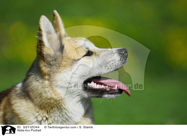 Akita-Inu Portrait / Akita-Inu Portrait / SST-05344