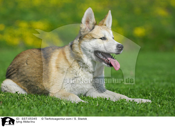 liegender Akita-Inu / lying Akita-Inu / SST-05345