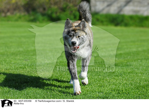 Akita-Inu / Akita-Inu / SST-05358