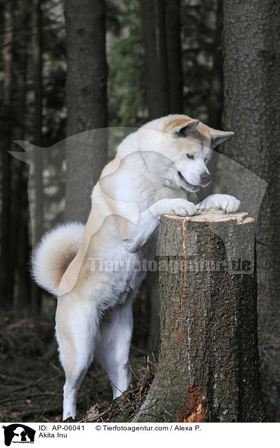 Akita Inu / Akita Inu / AP-06041