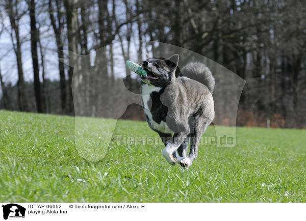 spielender Akita Inu / playing Akita Inu / AP-06052