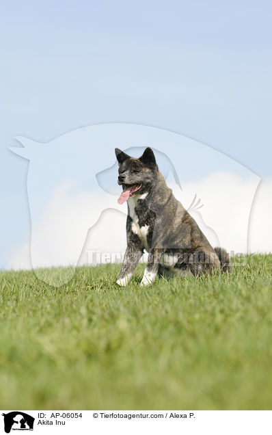 Akita Inu / Akita Inu / AP-06054