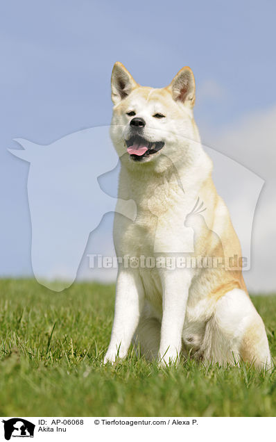 Akita Inu / Akita Inu / AP-06068