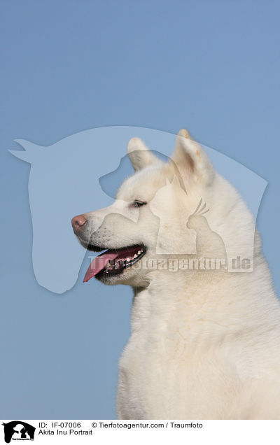Akita Inu Portrait / Akita Inu Portrait / IF-07006