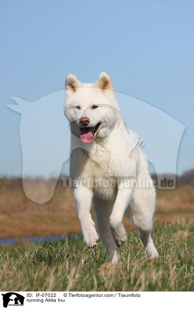 rennender Akita Inu / running Akita Inu / IF-07022