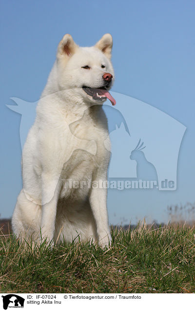 sitzender Akita Inu / sitting Akita Inu / IF-07024