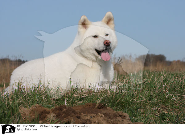 liegender Akita Inu / lying Akita Inu / IF-07031
