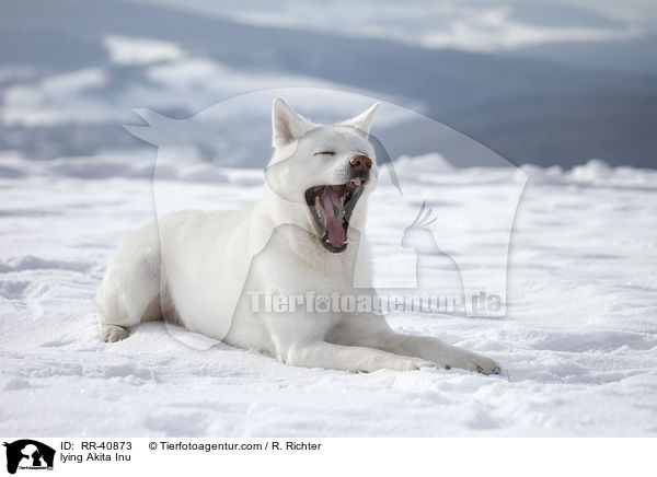 liegender Akita Inu / lying Akita Inu / RR-40873