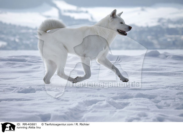 rennender Akita Inu / running Akita Inu / RR-40881