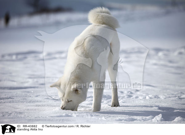 stehender Akita Inu / standing Akita Inu / RR-40882