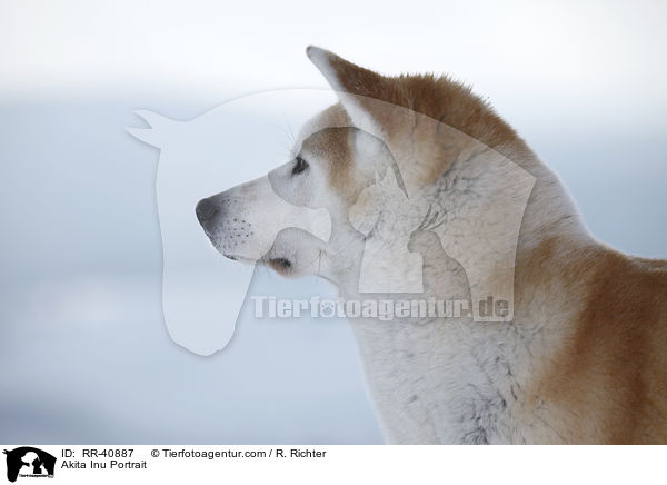 Akita Inu Portrait / Akita Inu Portrait / RR-40887