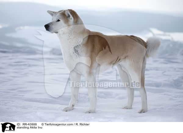 stehender Akita Inu / standing Akita Inu / RR-40888