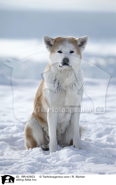 sitzender Akita Inu / sitting Akita Inu / RR-40903