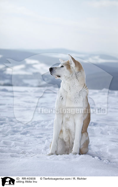 sitzender Akita Inu / sitting Akita Inu / RR-40908