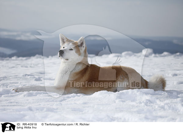 liegender Akita Inu / lying Akita Inu / RR-40918