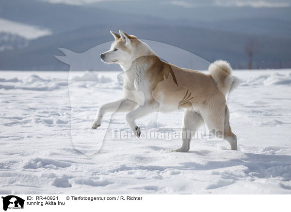 rennender Akita Inu / running Akita Inu / RR-40921