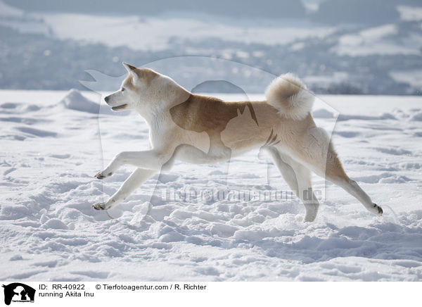rennender Akita Inu / running Akita Inu / RR-40922
