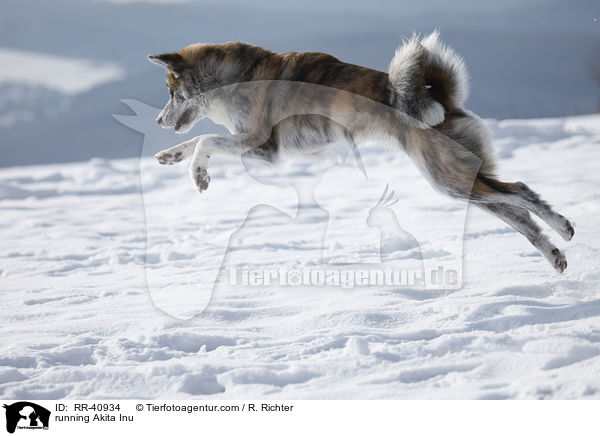 rennender Akita Inu / running Akita Inu / RR-40934