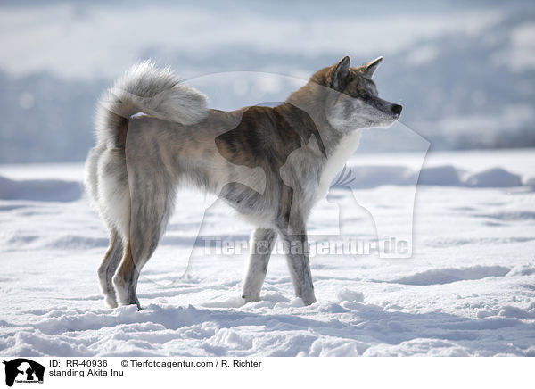 stehender Akita Inu / standing Akita Inu / RR-40936