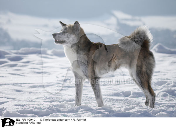 stehender Akita Inu / standing Akita Inu / RR-40940