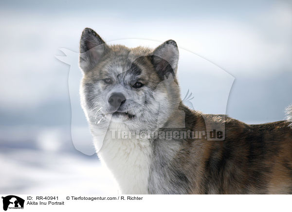 Akita Inu Portrait / Akita Inu Portrait / RR-40941