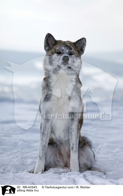 sitzender Akita Inu / sitting Akita Inu / RR-40945