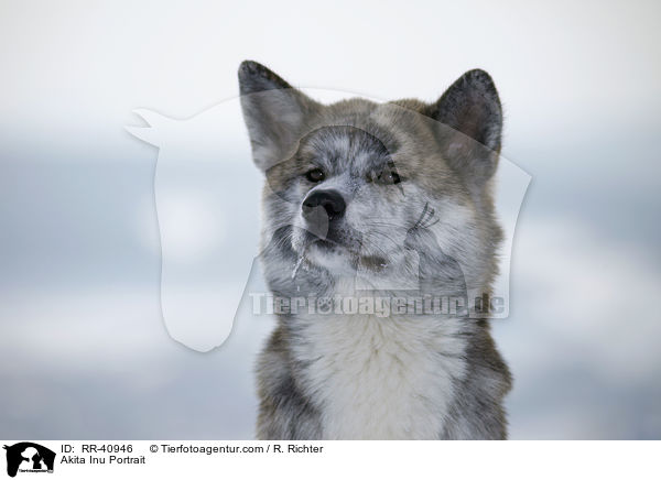 Akita Inu Portrait / Akita Inu Portrait / RR-40946
