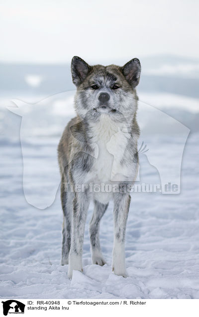 stehender Akita Inu / standing Akita Inu / RR-40948