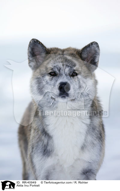 Akita Inu Portrait / Akita Inu Portrait / RR-40949