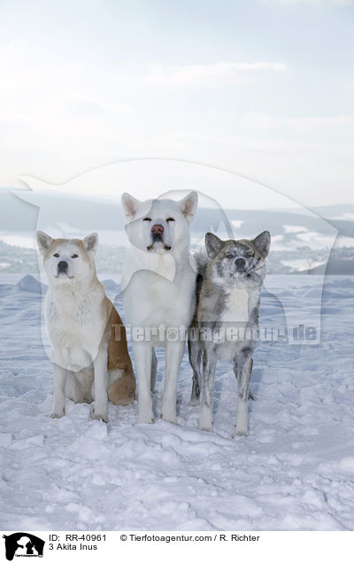 3 Akita Inus / 3 Akita Inus / RR-40961