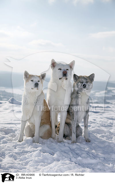 3 Akita Inus / 3 Akita Inus / RR-40966