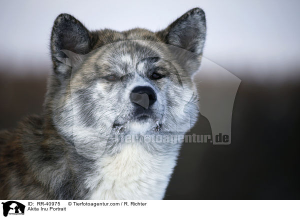 Akita Inu Portrait / Akita Inu Portrait / RR-40975