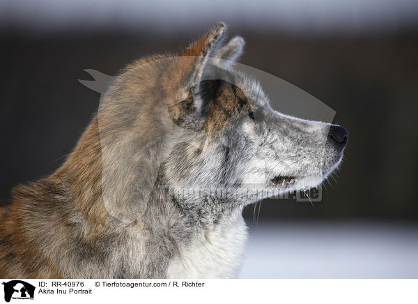 Akita Inu Portrait / Akita Inu Portrait / RR-40976