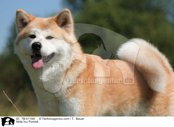 Akita Inu Portrait / Akita Inu Portrait / TB-01169